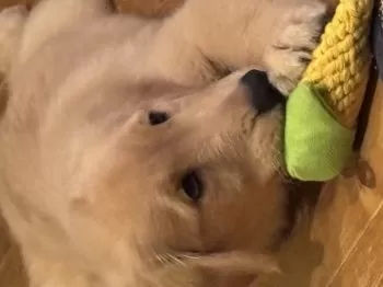 H.S 様のお迎えした子犬