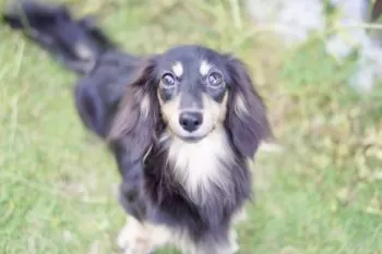 S.S 様のお迎えした子犬