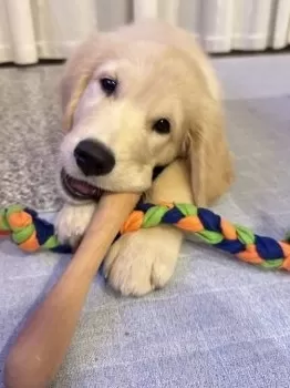 オケイ 様のお迎えした子犬