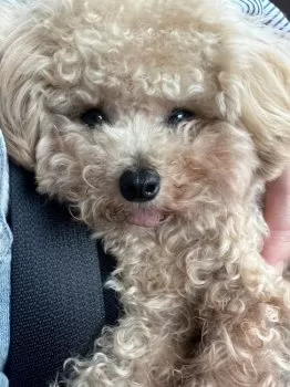 あず 様のお迎えした子犬