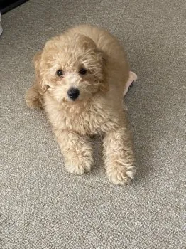 ルル 様のお迎えした子犬
