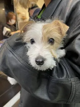 Y.K 様のお迎えした子犬