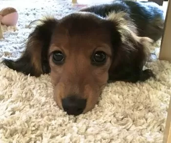 J.T 様のお迎えした子犬