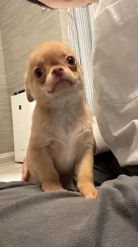 T.Y 様のお迎えした子犬
