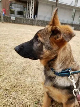 H.K 様のお迎えした子犬