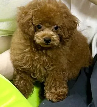 CHI〜ちゃん 様のお迎えした子犬
