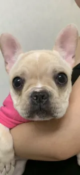 R.N 様のお迎えした子犬