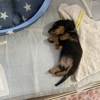サキ 様のお迎えした子犬