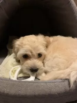 sachi315 様のお迎えした子犬