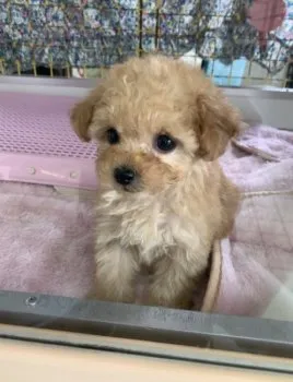 CHIKA 様のお迎えした子犬