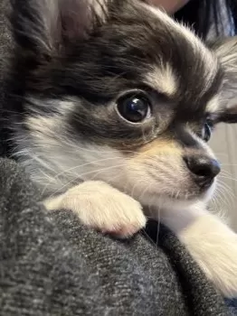 A.O 様のお迎えした子犬