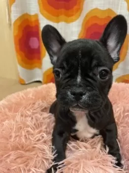 HI 様のお迎えした子犬