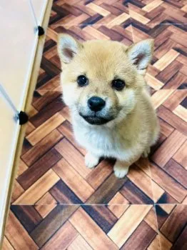 Y.K 様のお迎えした子犬