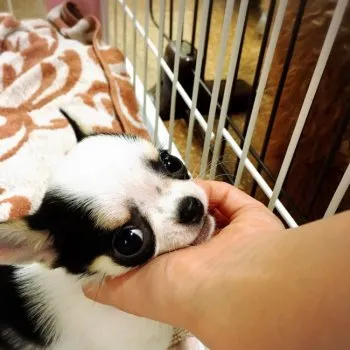 ちゃ〜ちゃ 様のお迎えした子犬