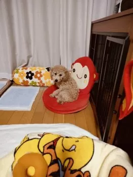 RONRON 様のお迎えした子犬