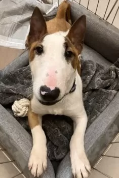 sai 様のお迎えした子犬