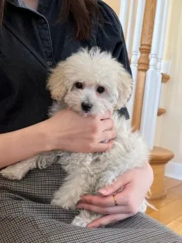 ミルクママ 様のお迎えした子犬