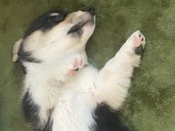 S.Ｉ 様のお迎えした子犬