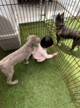 I.J 様のお迎えした子犬