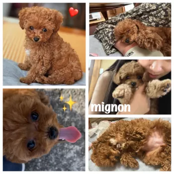 E.W 様のお迎えした子犬
