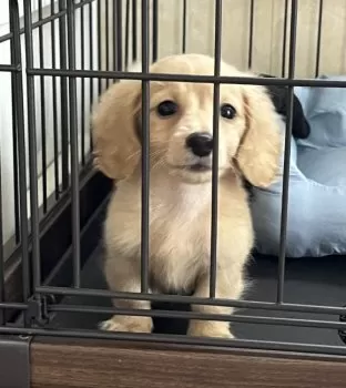 H.O 様のお迎えした子犬