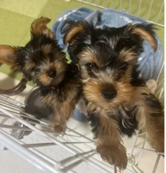 ポノス 様のお迎えした子犬