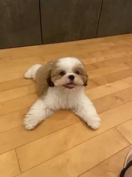 J.M 様のお迎えした子犬