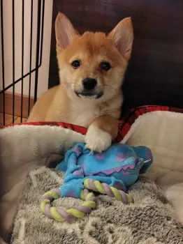 A.S 様のお迎えした子犬