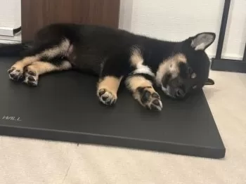 A.K 様のお迎えした子犬