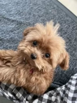 けい 様のお迎えした子犬