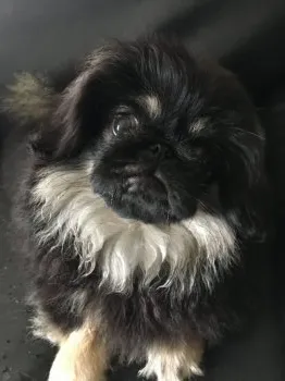 HEARTS 様のお迎えした子犬