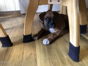 A.K 様のお迎えした子犬