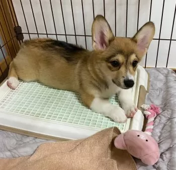 Ｙ 様のお迎えした子犬