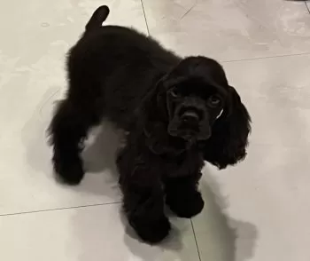 香澄 様のお迎えした子犬