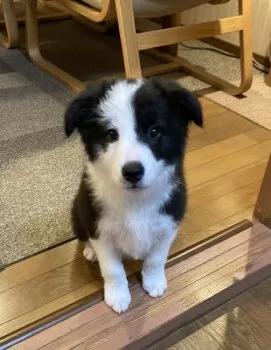 ケン 様のお迎えした子犬