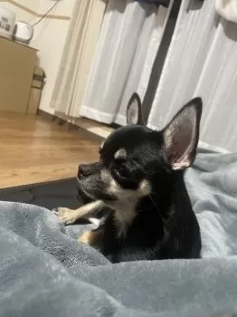 ひでらん 様のお迎えした子犬