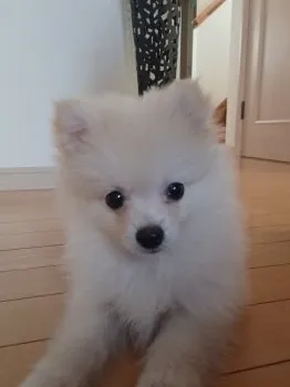 ちいたん 様のお迎えした子犬