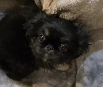 M.K 様のお迎えした子犬