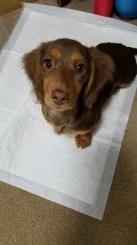 アネラ 様のお迎えした子犬