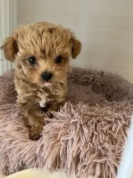 あや 様のお迎えした子犬