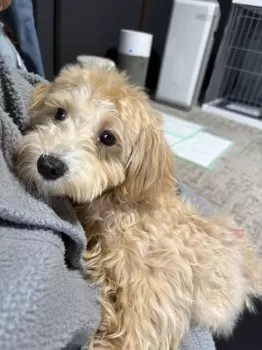 M.K 様のお迎えした子犬