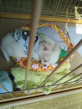 はむ 様のお迎えした子犬