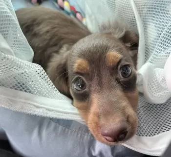 A.S 様のお迎えした子犬