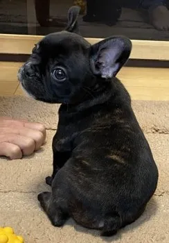 A.H 様のお迎えした子犬