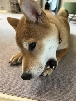 ちか 様のお迎えした子犬