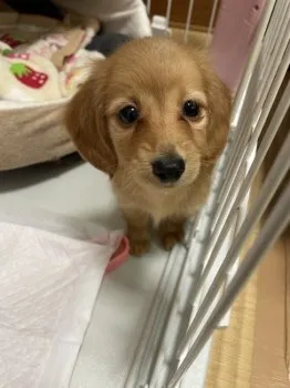 hannybonn 様のお迎えした子犬