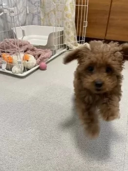 N.K 様のお迎えした子犬