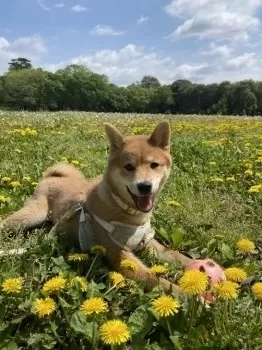 N.K 様のお迎えした子犬