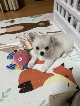 めあ 様のお迎えした子犬