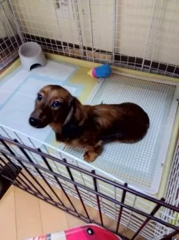 ロクハナ 様のお迎えした子犬